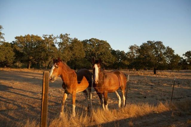 Horses at Beltane Ranch